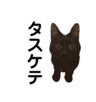 猫丸くんと切身ちゃんと獅子丸くん（個別スタンプ：7）