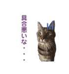 猫丸くんと切身ちゃんと獅子丸くん（個別スタンプ：8）