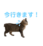 猫丸くんと切身ちゃんと獅子丸くん（個別スタンプ：9）