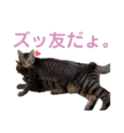 猫丸くんと切身ちゃんと獅子丸くん（個別スタンプ：10）