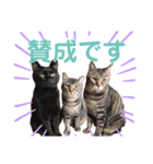 猫丸くんと切身ちゃんと獅子丸くん（個別スタンプ：11）