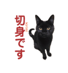 猫丸くんと切身ちゃんと獅子丸くん（個別スタンプ：12）