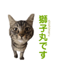 猫丸くんと切身ちゃんと獅子丸くん（個別スタンプ：13）