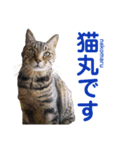 猫丸くんと切身ちゃんと獅子丸くん（個別スタンプ：14）