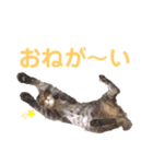 猫丸くんと切身ちゃんと獅子丸くん（個別スタンプ：15）