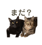 猫丸くんと切身ちゃんと獅子丸くん（個別スタンプ：16）