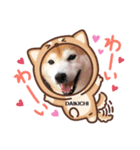 柴犬大福スタンプ2020.9（個別スタンプ：1）