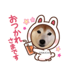 柴犬大福スタンプ2020.9（個別スタンプ：3）