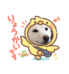 柴犬大福スタンプ2020.9（個別スタンプ：6）