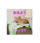天心スタンプ4（個別スタンプ：1）