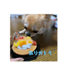 天心スタンプ4（個別スタンプ：4）