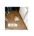 天心スタンプ4（個別スタンプ：8）