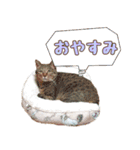ももなつまみ（個別スタンプ：4）