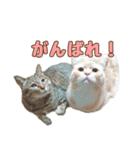 ももなつまみ（個別スタンプ：8）