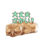 ももなつまみ（個別スタンプ：10）