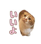 ももなつまみ（個別スタンプ：12）