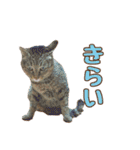 ももなつまみ（個別スタンプ：14）