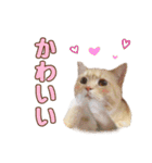 ももなつまみ（個別スタンプ：16）