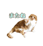 ももなつまみ（個別スタンプ：20）