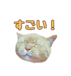 ももなつまみ（個別スタンプ：21）