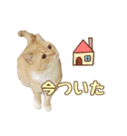 ももなつまみ（個別スタンプ：25）