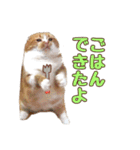 ももなつまみ（個別スタンプ：27）