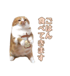 ももなつまみ（個別スタンプ：28）