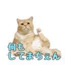 ももなつまみ（個別スタンプ：29）