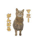 ももなつまみ（個別スタンプ：31）