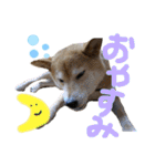わるがきソラとなかまたち2（個別スタンプ：5）