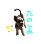 わるがきソラとなかまたち2（個別スタンプ：8）