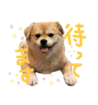 わるがきソラとなかまたち2（個別スタンプ：11）
