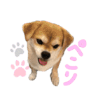 わるがきソラとなかまたち2（個別スタンプ：12）