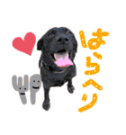 わるがきソラとなかまたち2（個別スタンプ：14）