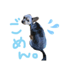わるがきソラとなかまたち2（個別スタンプ：18）