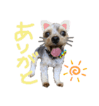 わるがきソラとなかまたち2（個別スタンプ：19）