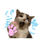 わるがきソラとなかまたち2（個別スタンプ：21）