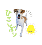 わるがきソラとなかまたち2（個別スタンプ：27）