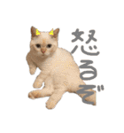 わるがきソラとなかまたち2（個別スタンプ：34）