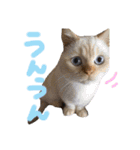 わるがきソラとなかまたち2（個別スタンプ：35）