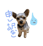 わるがきソラとなかまたち2（個別スタンプ：37）
