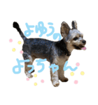 わるがきソラとなかまたち2（個別スタンプ：39）