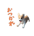 今日のココちゃん 1（個別スタンプ：1）