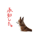 今日のココちゃん 1（個別スタンプ：4）