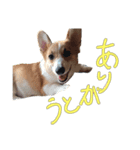 今日のココちゃん 1（個別スタンプ：5）