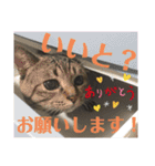 いくらちゃん3（個別スタンプ：3）