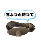 いくらちゃん3（個別スタンプ：7）
