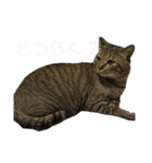 いくらちゃん3（個別スタンプ：11）