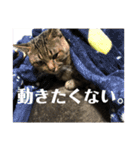 いくらちゃん3（個別スタンプ：13）