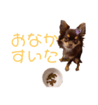 チャックだよ〜（個別スタンプ：5）